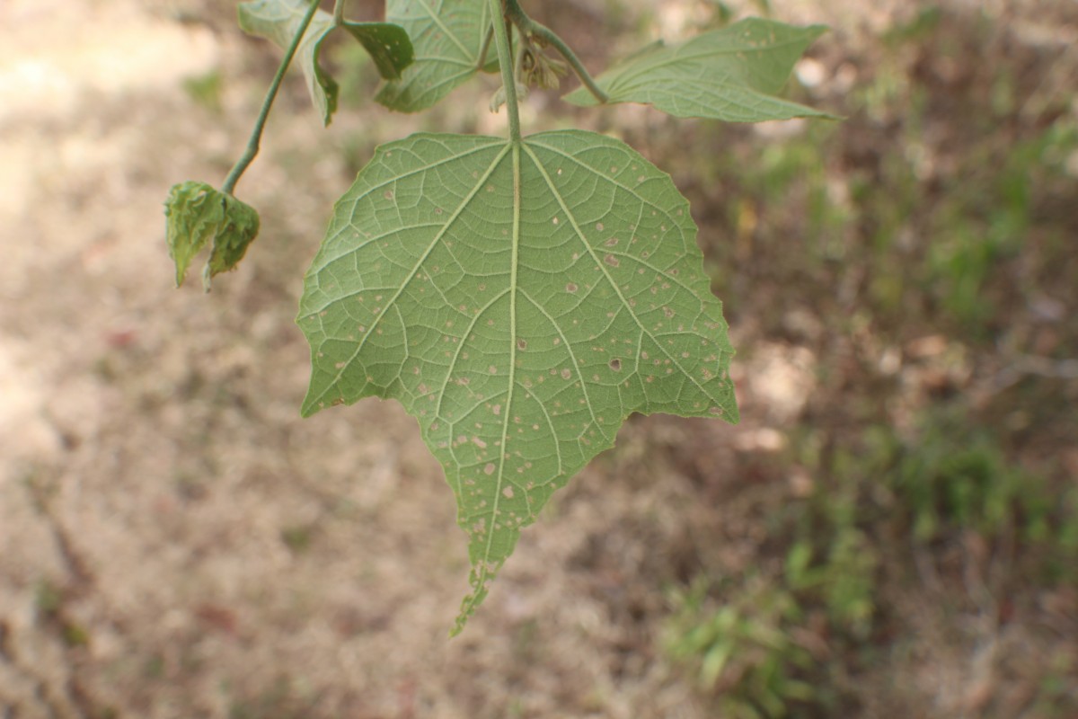 Hibiscus platanifolius (Willd.) Sweet